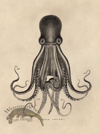 Octopus Tan 07